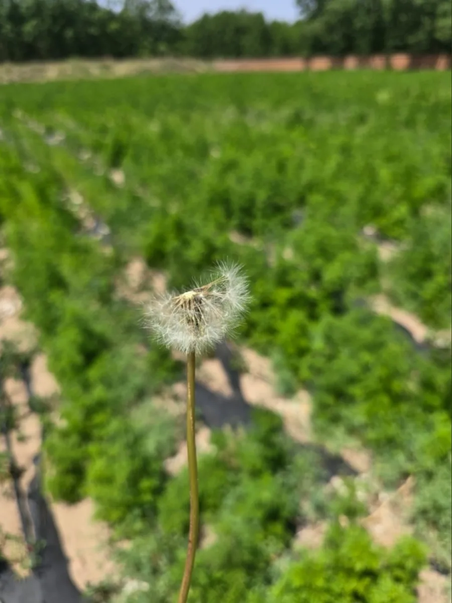 Close view of raw plant growth on the estate.