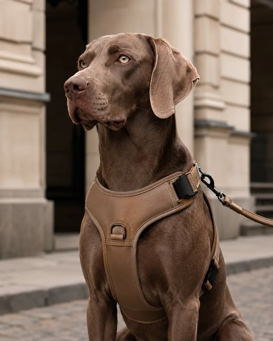 A refined black dog harness in a studio portrait.